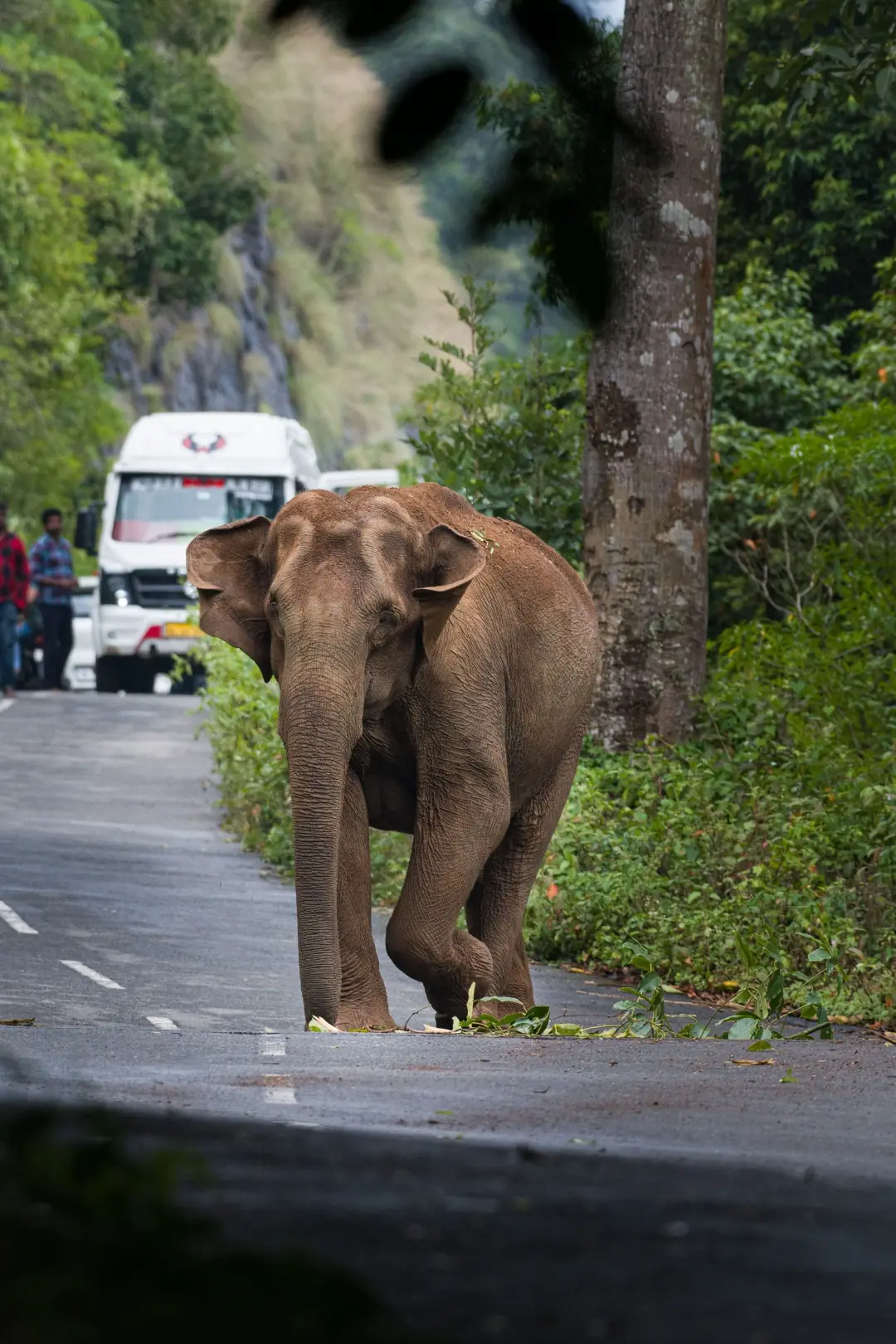Wildlife stay in Dooars