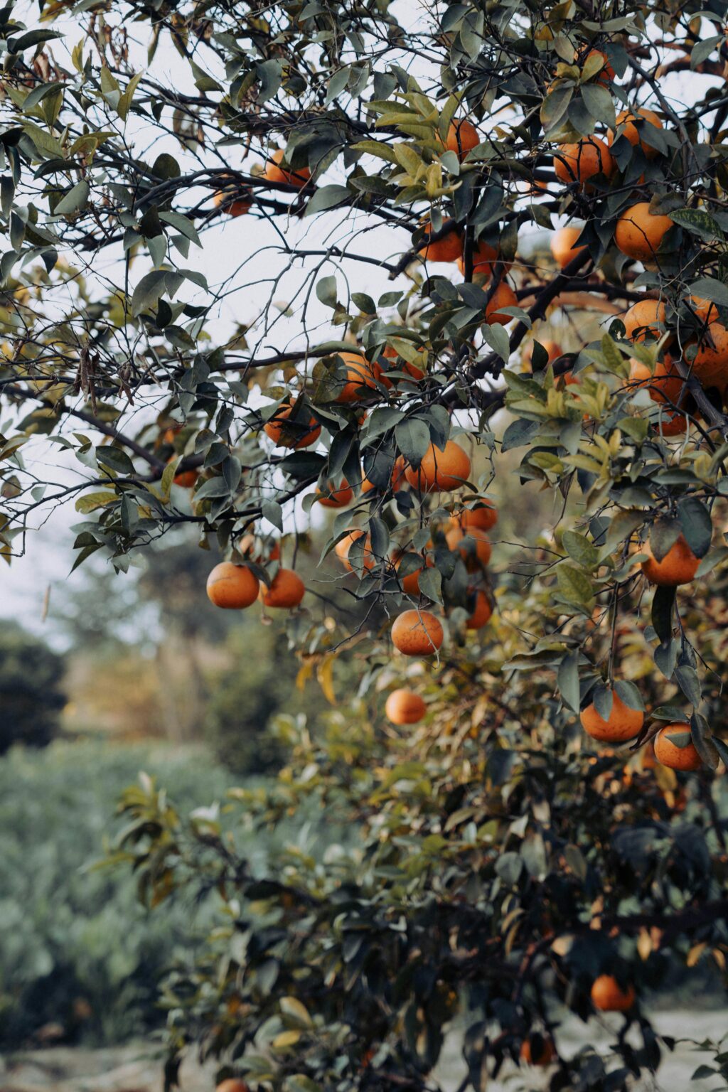 Close-up of a vibrant orange tree with ripe fruits in a natural outdoor setting.