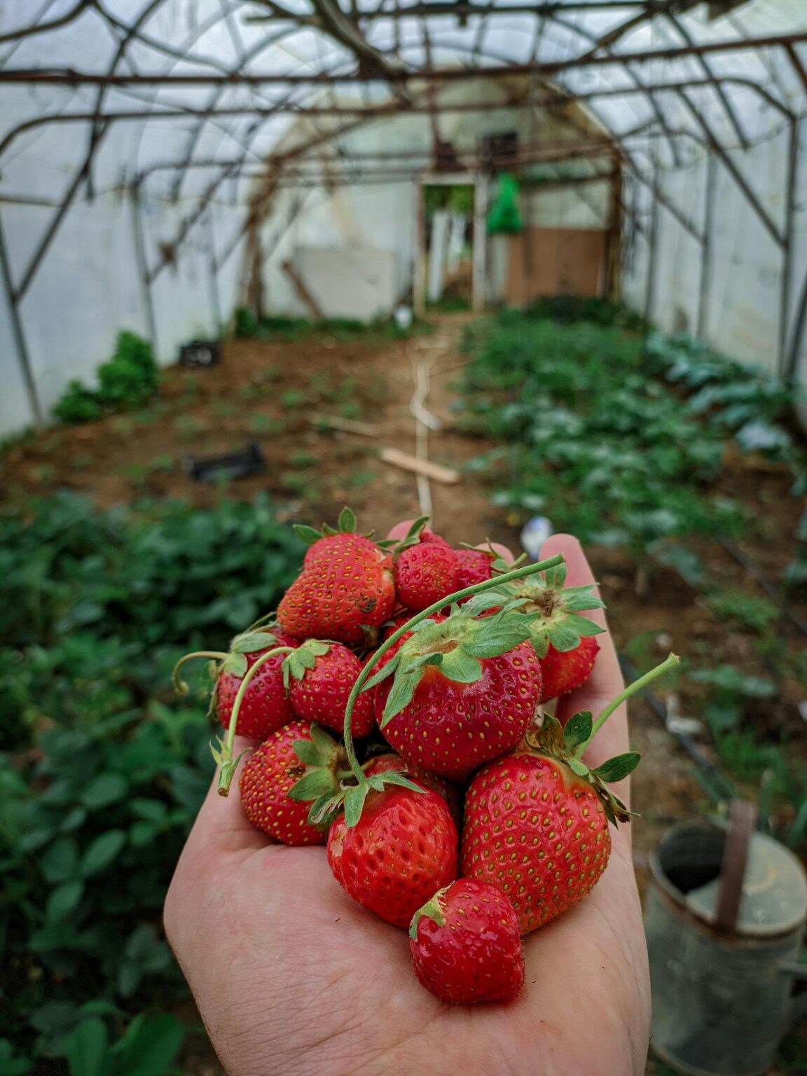 Hand holding freshly picked strawberries inside a greenhouse in İzmit, Türkiye.