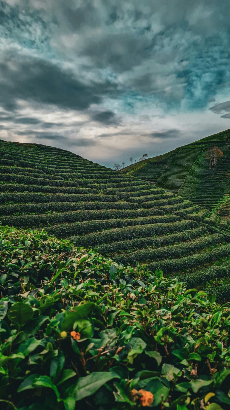 Lush green tea plantations in Rize, Türkiye under a dramatic sky, showcasing natural beauty.