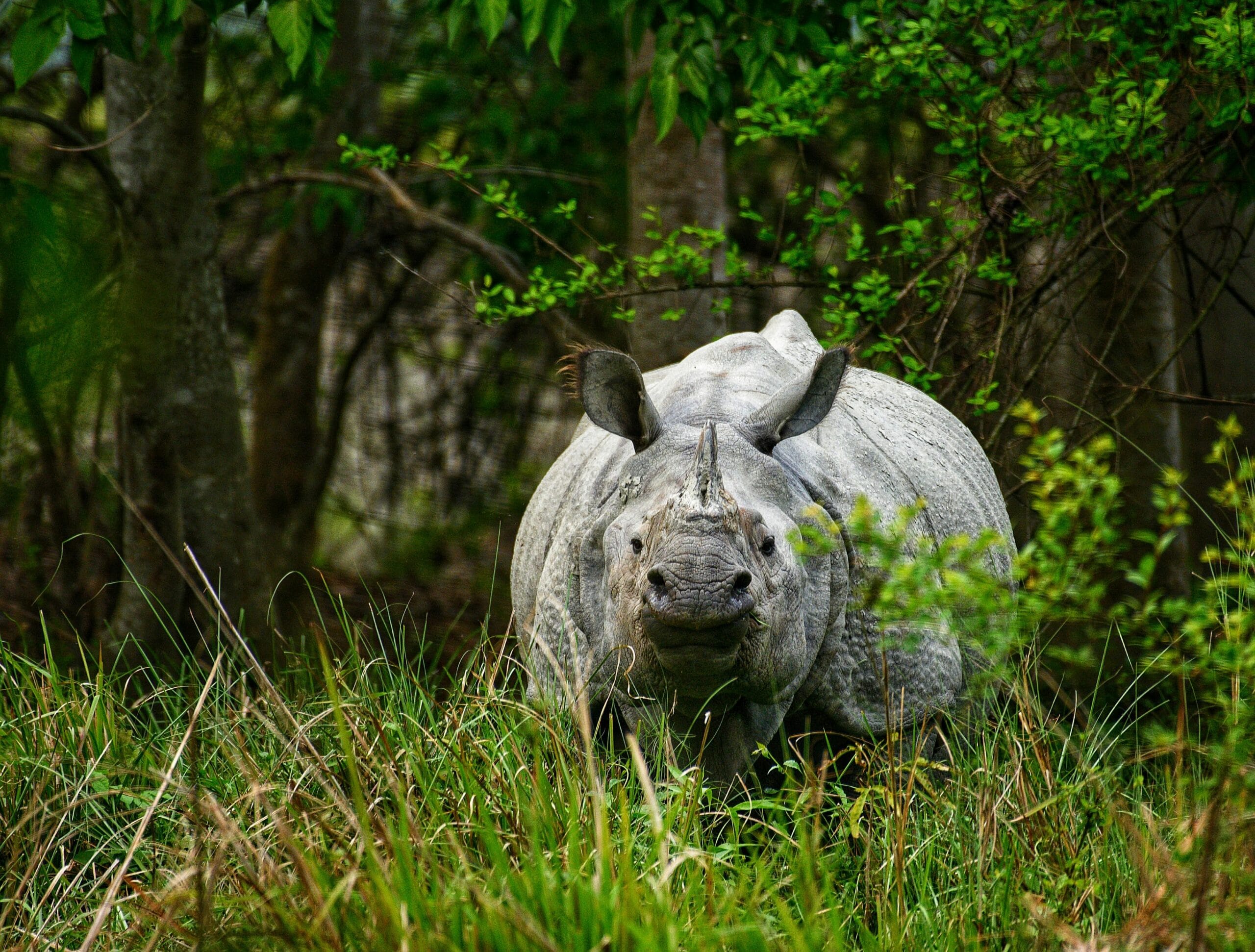 A powerful rhinoceros in its natural habitat surrounded by lush green forest foliage.