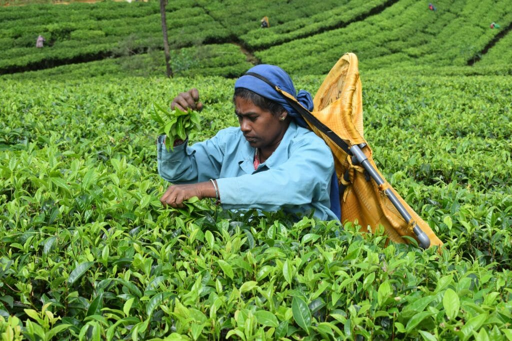 Sustainable travel in North Bengal - local tea garden community
