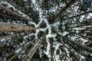 Capture the essence of nature with tall, dense pines reaching skyward in Weaver, MN.