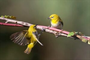 Vibrant oriental white-eyes perched on a branch, showcasing nature's beauty.