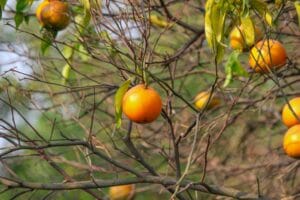 Close-up of ripe oranges hanging from branches in a sunny orchard in Punjab, showcasing fresh and healthy citrus fruit.