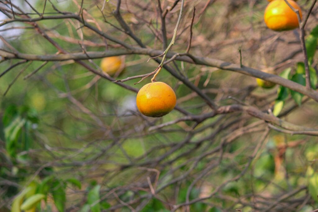 Close-up of a ripe orange on a tree branch in a sunny orchard, Punjab.