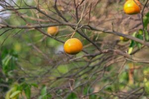 Close-up of a ripe orange on a tree branch in a sunny orchard, Punjab.