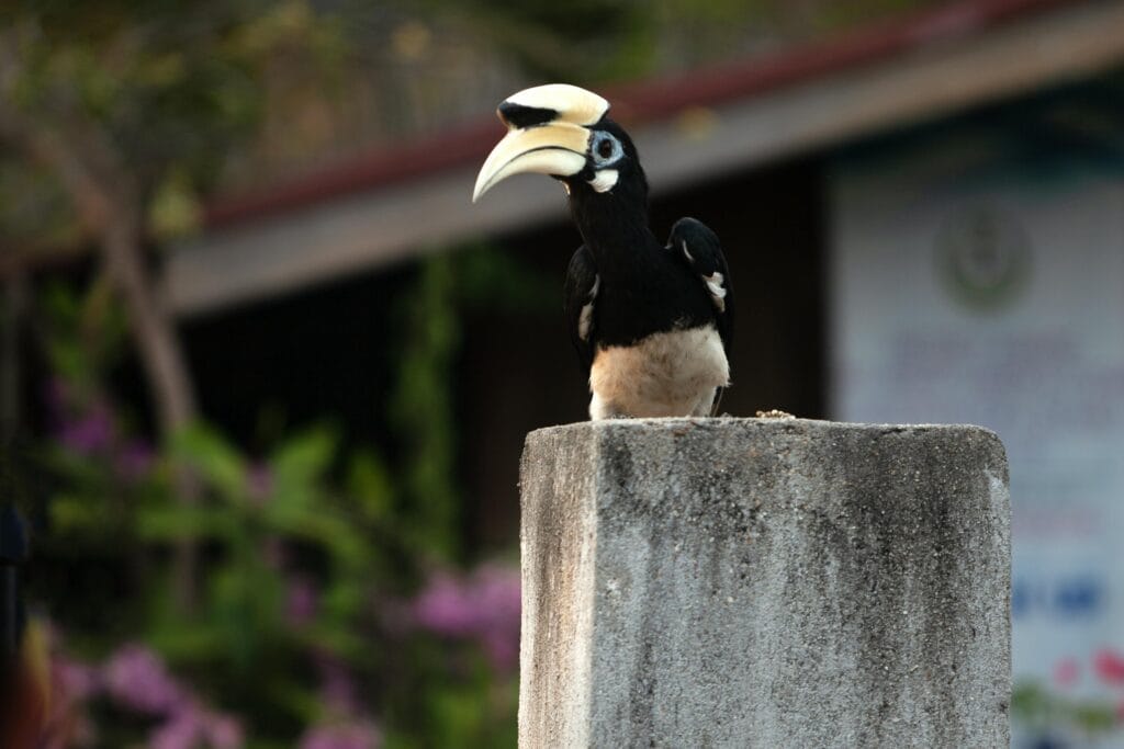 Oriental Pied Hornbill resting on a concrete post in natural setting.