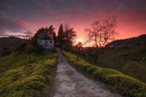 A breathtaking sunset over lush tea plantations in Fındıklı, Rize, Türkiye.