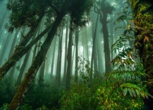 Enchanting image of a foggy forest with tall trees enveloped in mist, creating a mystical atmosphere.