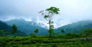 Serene mountain scenery with lush greenery and misty clouds enveloping the valleys.
